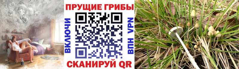 Псилоцибиновые грибы Psilocybine cubensis  MEGA ссылки  Новочеркасск  закладки 